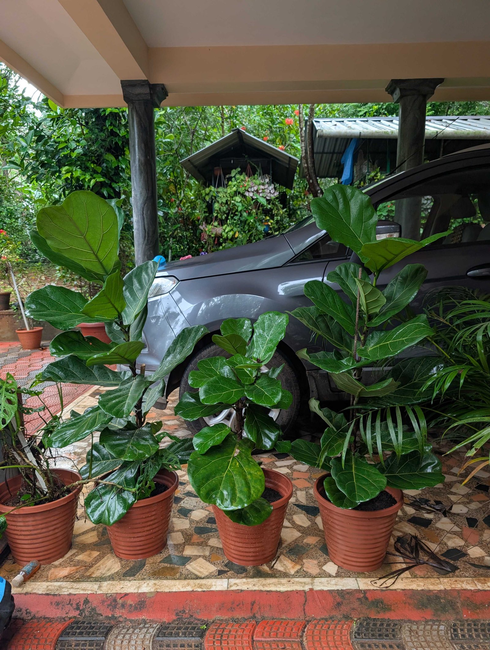 Premium Fiddle Leaf Figs